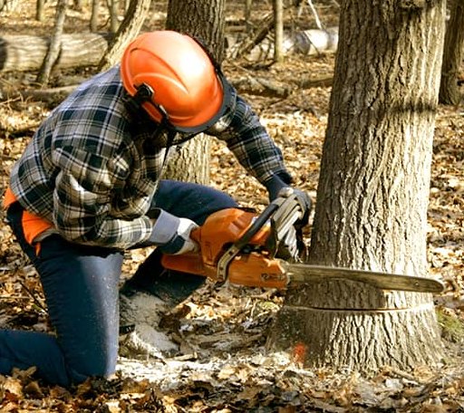 Tree Removal in Neches, TX